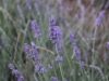 csod-burja2-3r-42.JPG