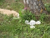 land-art-vg-17.JPG